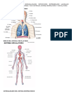 Sistema Respiratorio y Circulatorio