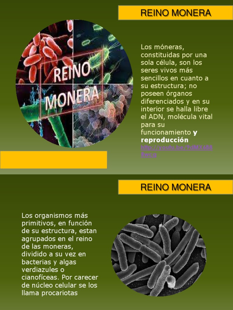 Reino Monera | PDF | Las bacterias | Algas