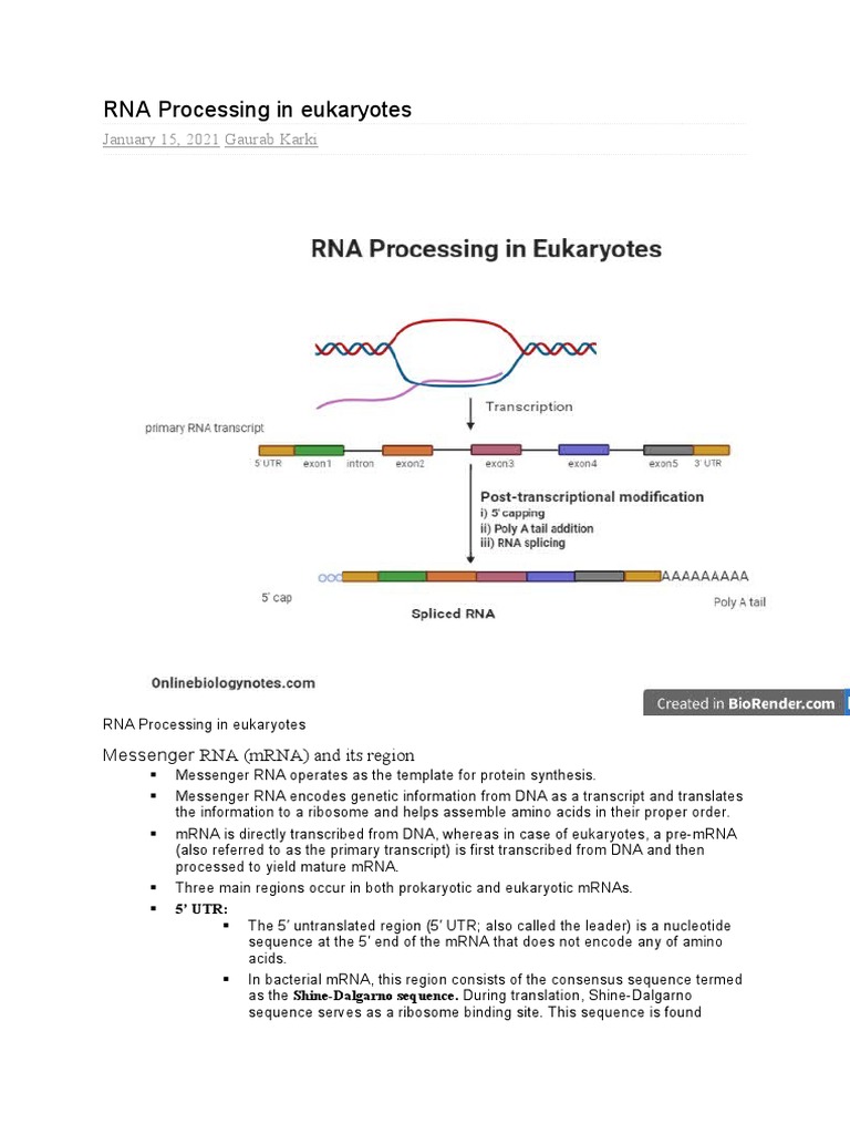 RNA Processing in Eukaryotes: January 15, 2021 Gaurab Karki | PDF ...