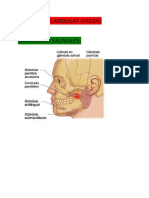 Glándulas Anexas