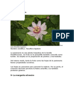 8-La Pasionaria: Pasio Naria (Passiflora Ligularis)