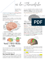 Divisões Do Telencéfalo