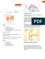 glndula adrenal