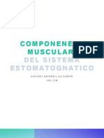 Componenete Muscular Del Sistema Estomatognatico