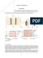 Fisiopatología Pénfigo