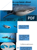 What Do You Know About Whale Sharks