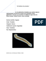 Dugesia planaria: género de turbelarios de agua dulce