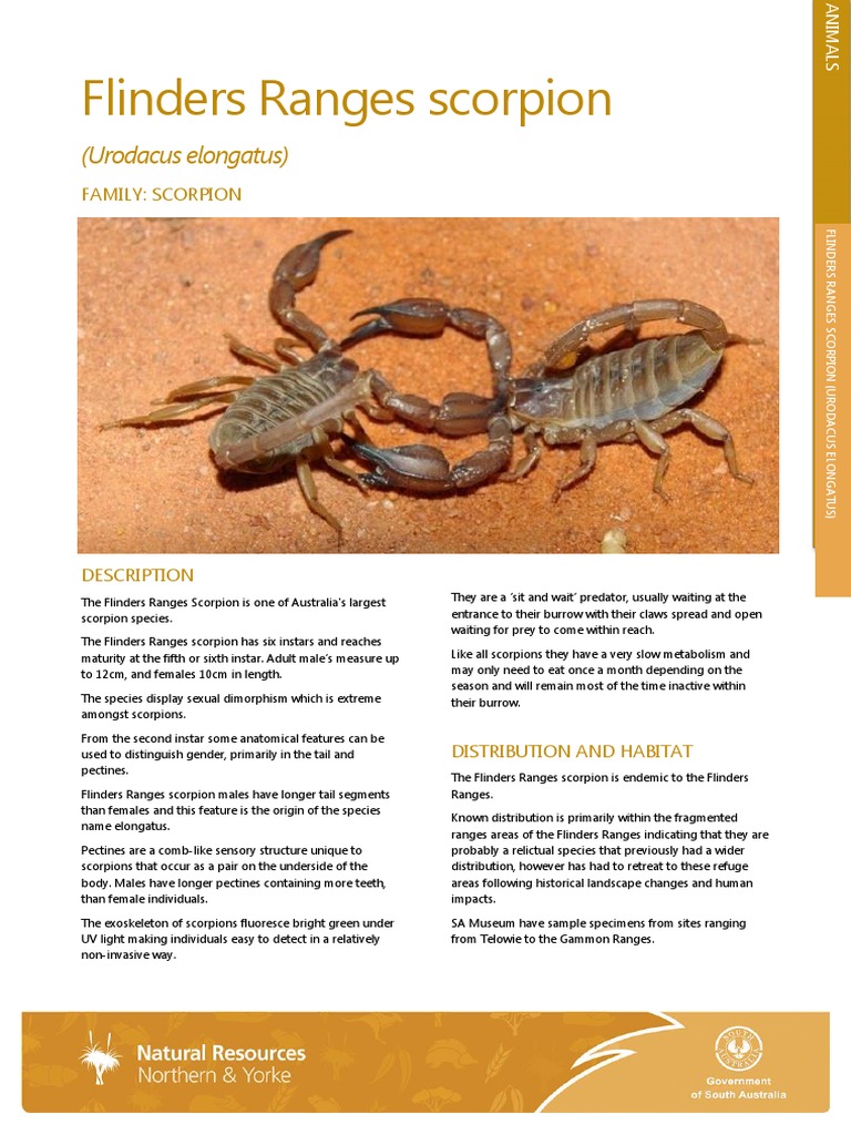 Flinders Ranges Scorpion (Urodacus Elongatus) PDF Predation Nature