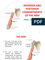 Anatomy Ofthe Upper Arm