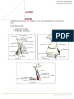 1. Anatomia Palatino
