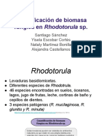 Cuantificación de Biomasa Fúngica en Rhodotorula Sp.