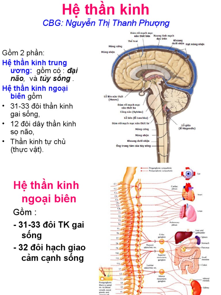 BỘ CÂU HỎI SINH LÝ HỌC THẦN KINH KÈM ĐÁP ÁN CHI TIẾT CHO HỌC TẬP