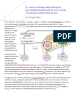 An Overview of Cellular Respiration