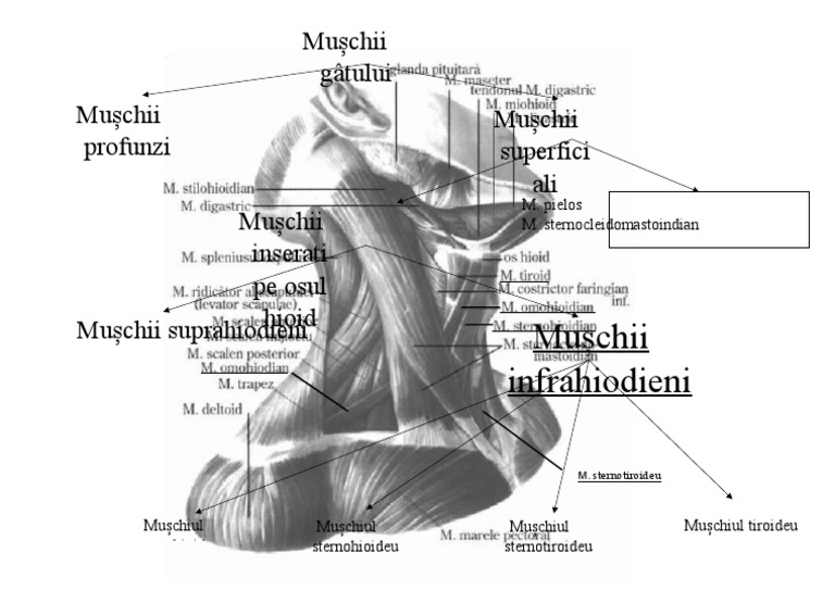 Muschii Infrahioidieni | PDF