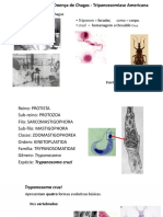 Doença de Chagas - Slides