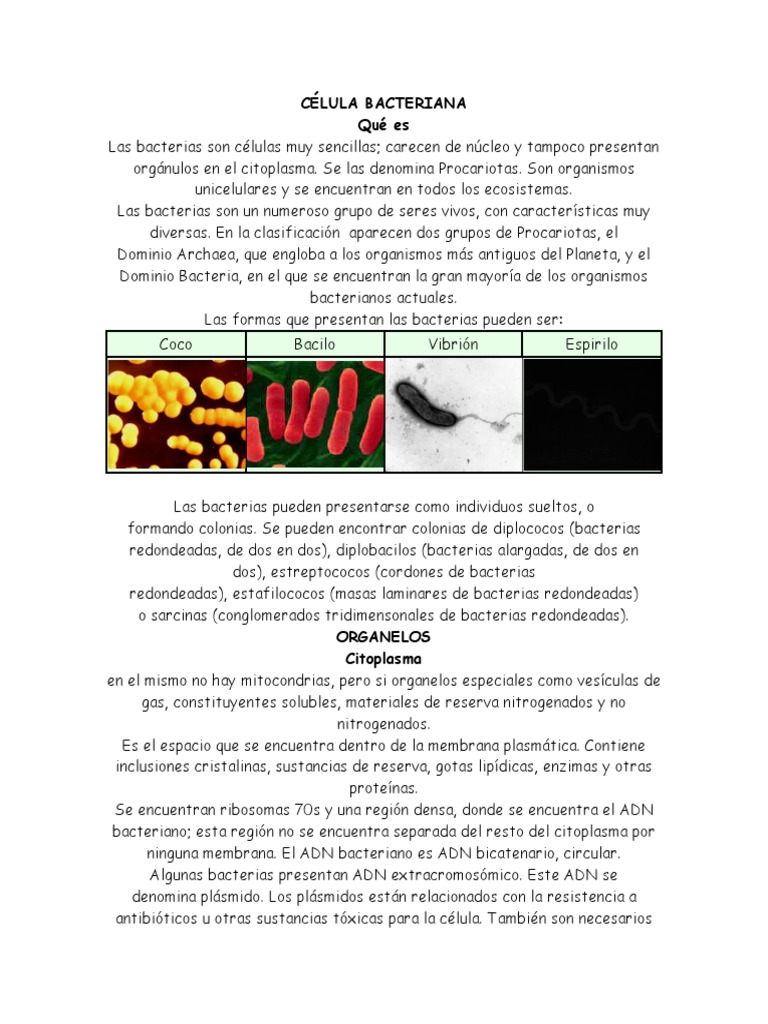Estructura y funciones de la célula bacteriana | PDF | Las bacterias ...