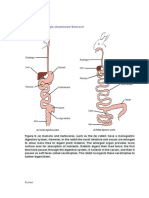 Monogastric: Single-Chambered Stomach