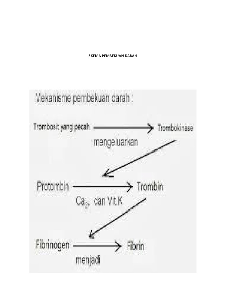 Skema Pembekuan Darah | PDF