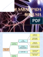 Anatomi-dan-Fisiologi-Pertemuan-2 (1)