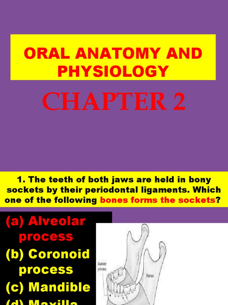 Oral Anatomy & Physiology Test PDF Human Tooth Skull