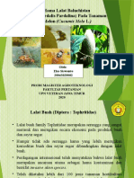 Ppt IPM Lalat Buah Pada Tanaman Melon