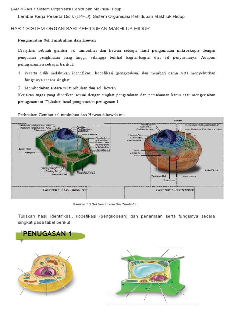 Kelas 7 Bab 1 Sistem Organisasi Kehidupan Makhluk Hidup Pdf