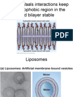 Download Cell Membrane_corrected by Sheena by Jasmine Yi SN49615452 doc pdf