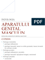 Morfologie Genital Masculin