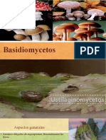 Basidiomycetos