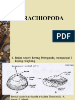 Brachiopoda