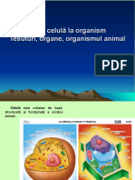 Prezentare-Organismul Un Tot Unitar