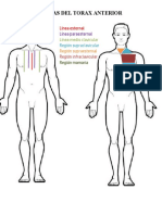 Lineas y Regiones Del Torax Ejercicio Viridiana .PDF