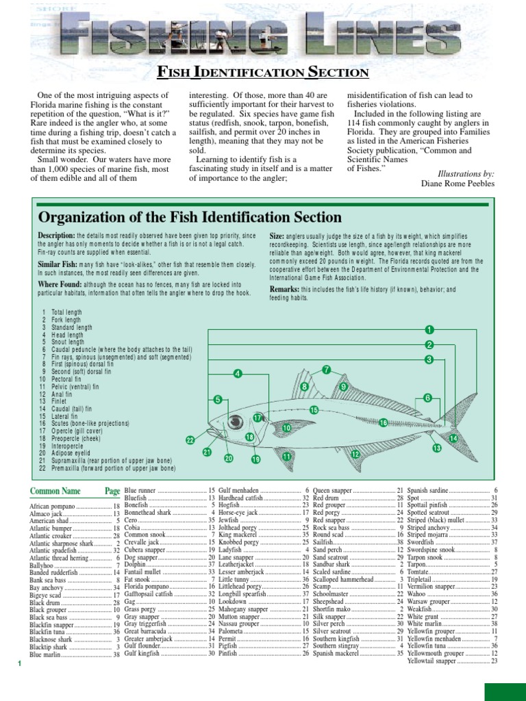 Florida Marine Fish Identification Guide | PDF | Aquatic Vertebrates | Fish