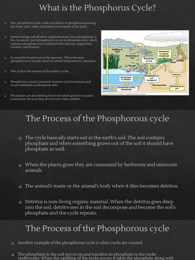 Understanding the Phosphorus Cycle | PDF | Phosphate | Phosphorus