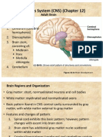 Adult Brain Regions and Functions