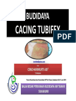 Budidaya Tubifex Bat Sukabumi