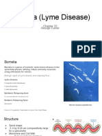 Borrelia (Lyme Disease)