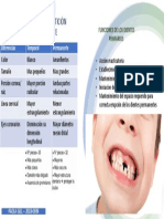 Diferencias Entre La Dentición Primaria y La Permanente