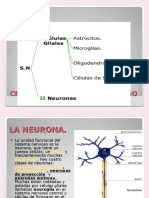 NEURONAS