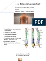 Estructura ósea de la columna vertebral