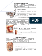 Elevador Del Parpado Superior Origen Ins