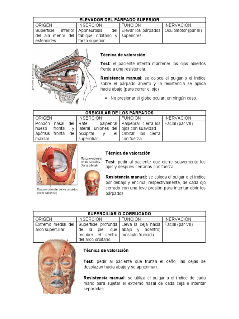 Elevador Del Parpado Superior Origen Ins Unduh gratis PDF Sistema