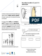 Ficha de Semillas - Sara