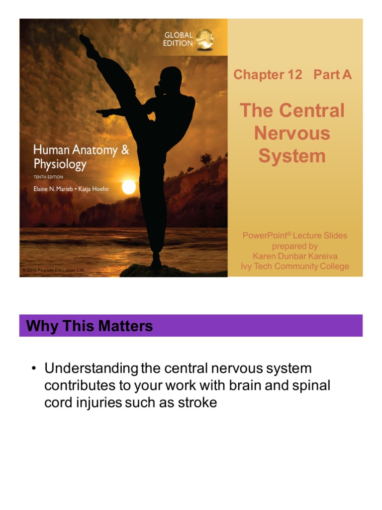 The Central Nervous System: Chapter 12 Part A | PDF | Cerebral Cortex ...