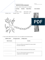 Nervous System Worksheet