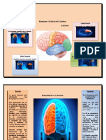 Resumen Grafico Del Cerebro