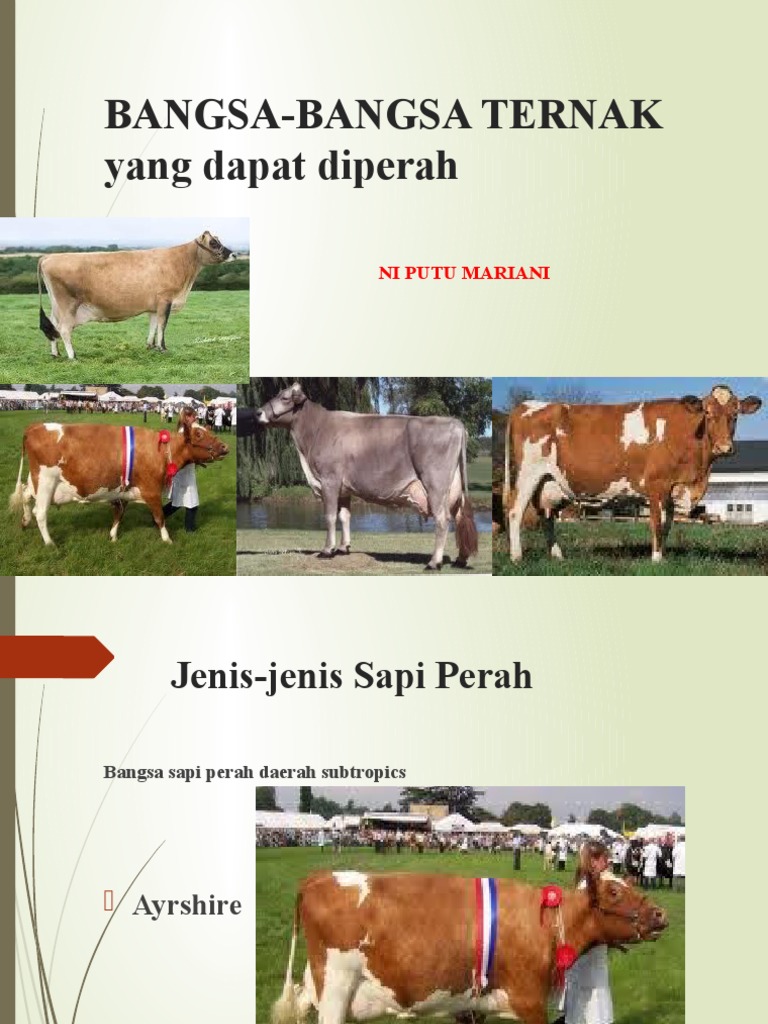 Bangsa-Bangsa Ternak Sapi Perah | PDF