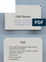 Fish Senses: Vision, Hearing, Smell, Taste & Touch