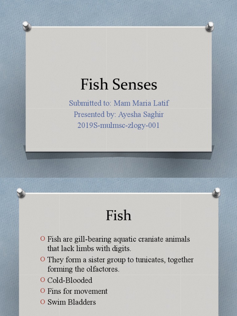 The Six Senses of Fish An Overview of the Visual, Auditory, Olfactory