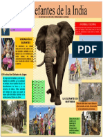 Los Elefantes de La India Infografia A1
